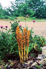 Attēlu rezultāti vaicājumam “Orobanche reticulata”