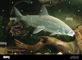 Image result for Coregonus lavaretus