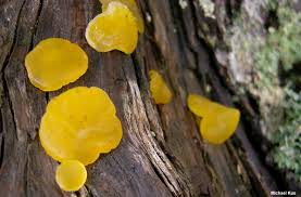 Attēlu rezultāti vaicājumam “Trichia alpina spores”