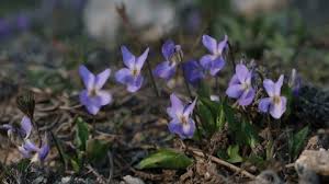 Attēlu rezultāti vaicājumam “Viola uliginosa bud”