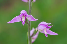Attēlu rezultāti vaicājumam “Cephalanthera rubra leaf”