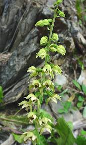 Attēlu rezultāti vaicājumam “Epipactis helleborine fruit”