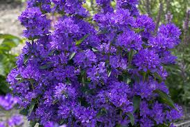 Attēlu rezultāti vaicājumam “Campanula glomerata”