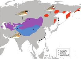 Image result for Charadrius mongolus