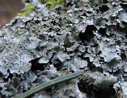 Attēlu rezultāti vaicājumam “Parmelia submontana”