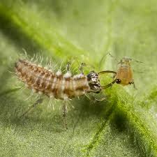 Attēlu rezultāti vaicājumam “Chrysopa”