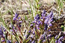 Attēlu rezultāti vaicājumam “Polygala amarella”