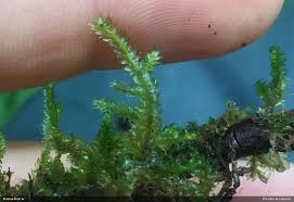 Attēlu rezultāti vaicājumam “Breidleria pratensis”