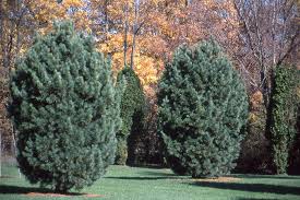 Image result for Pinus cembra