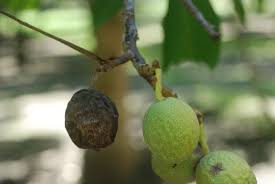 Attēlu rezultāti vaicājumam “Trichia botrytis var. cerifera macro”