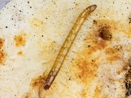 Attēlu rezultāti vaicājumam “Melanotus sp.”