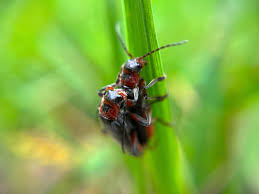 Attēlu rezultāti vaicājumam “Cantharis rustica”