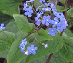 Attēlu rezultāti vaicājumam “Brunnera macrophylla”