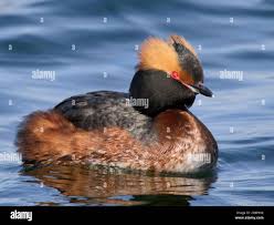 Image result for Podiceps auritus