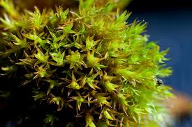 Attēlu rezultāti vaicājumam “Ceratodon purpureus”