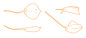 Image result for Hypanus sabinus