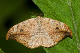 Attēlu rezultāti vaicājumam “Drepanidae”