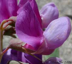 Attēlu rezultāti vaicājumam “Lathyrus japonicus subsp. maritimus flower”