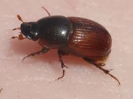 Attēlu rezultāti vaicājumam “Aphodius sp. imago”