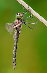 Attēlu rezultāti vaicājumam “Comatricha fragilis macro”