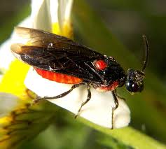 Attēlu rezultāti vaicājumam “Argidae larva”