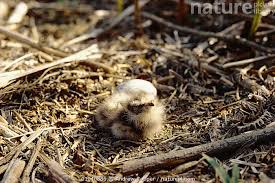 Attēlu rezultāti vaicājumam “Caprimulgus europaeus nest”