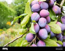 Attēlu rezultāti vaicājumam “Prunus domestica subsp. insitita fruit”