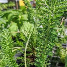 Attēlu rezultāti vaicājumam “Achillea millefolium leaf”