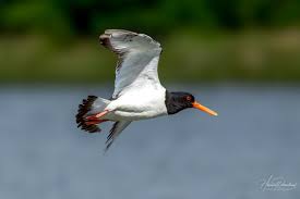 Attēlu rezultāti vaicājumam “Haematopus ostralegus adult”