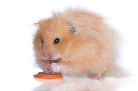 Afbeeldingsresultaat voor hamsters