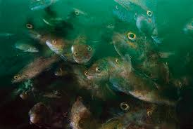 Image result for Tautogolabrus adspersus