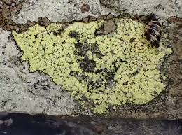 Attēlu rezultāti vaicājumam “Rhizocarpon geographicum”