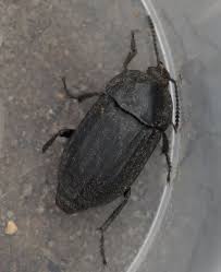 Attēlu rezultāti vaicājumam “Silpha obscura larva”