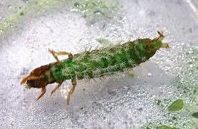 Attēlu rezultāti vaicājumam “Enteridium variabile macro”