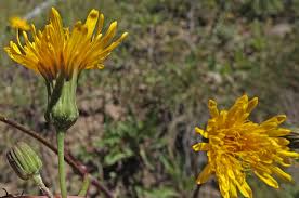 Attēlu rezultāti vaicājumam “Sonchus arvensis subsp. uliginosus flower”