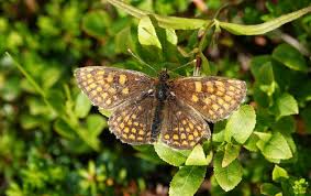 Attēlu rezultāti vaicājumam “Mellicta athalia upperside”