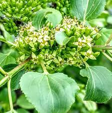 Attēlu rezultāti vaicājumam “Rhamnus cathartica fruit”