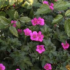Attēlu rezultāti vaicājumam “Geranium bohemicum leaf”