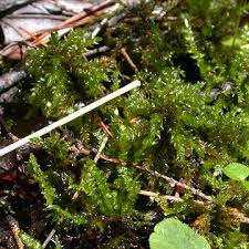 Attēlu rezultāti vaicājumam “Pleurozium schreberi”