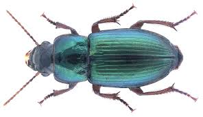 Attēlu rezultāti vaicājumam “Thecabius affinis”