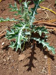 Attēlu rezultāti vaicājumam “Papaver argemone leaf”