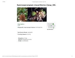 Attēlu rezultāti vaicājumam “Gymnosporangium sp.”