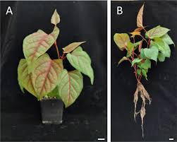 Attēlu rezultāti vaicājumam “Reynoutria japonica”