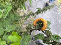 Attēlu rezultāti vaicājumam “Puccinia urticata”