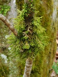 Attēlu rezultāti vaicājumam “Porella platyphylla macro”