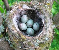 Attēlu rezultāti vaicājumam “Erithacus rubecula eggs”