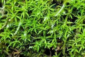 Attēlu rezultāti vaicājumam “Pottiales”