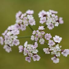 Attēlu rezultāti vaicājumam “Torilis japonica leaf”
