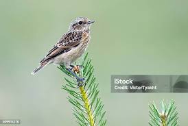 Attēlu rezultāti vaicājumam “Saxicola rubetra juvenile”