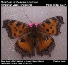 Attēlu rezultāti vaicājumam “Nymphalis xanthomelas upperside”